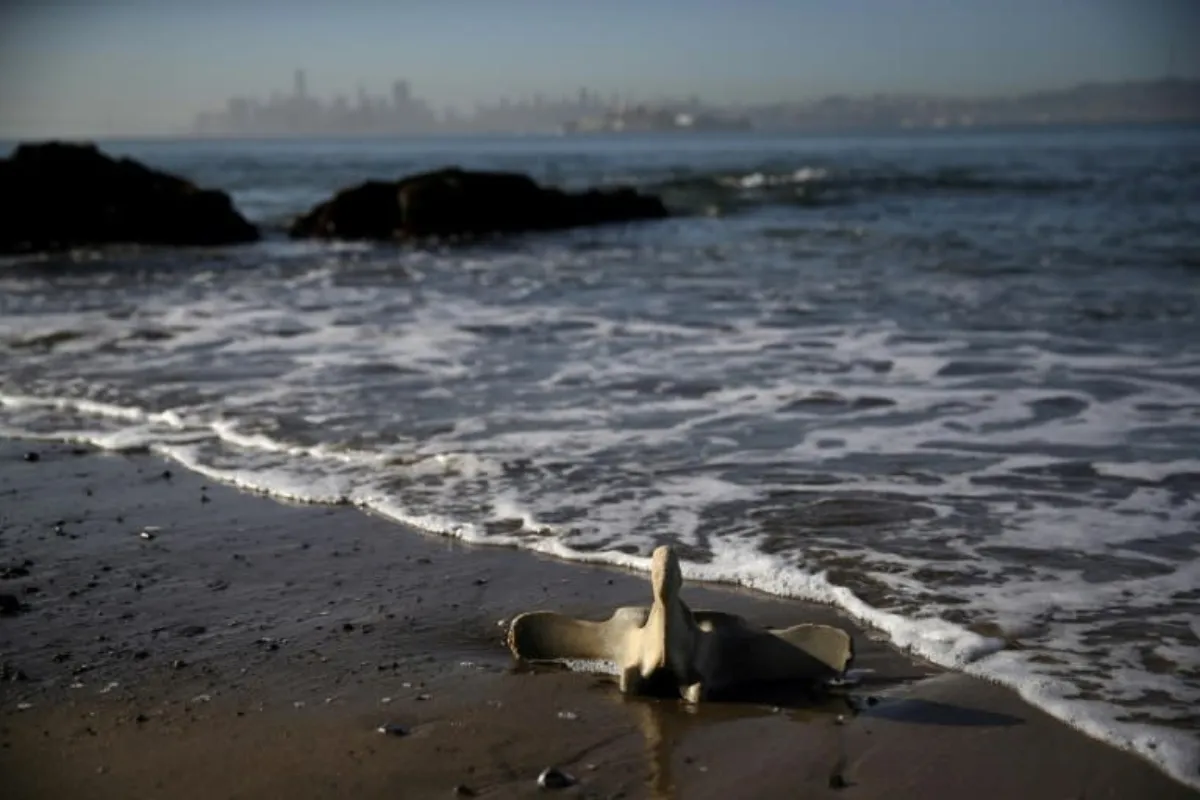 Earliest proof of humans using whale bone tools discovered