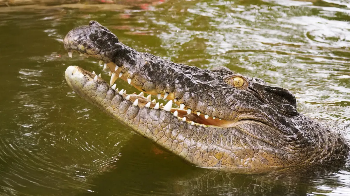 DNA Solves 250-Year-Old Mystery of Seychelles' Lost Crocodiles