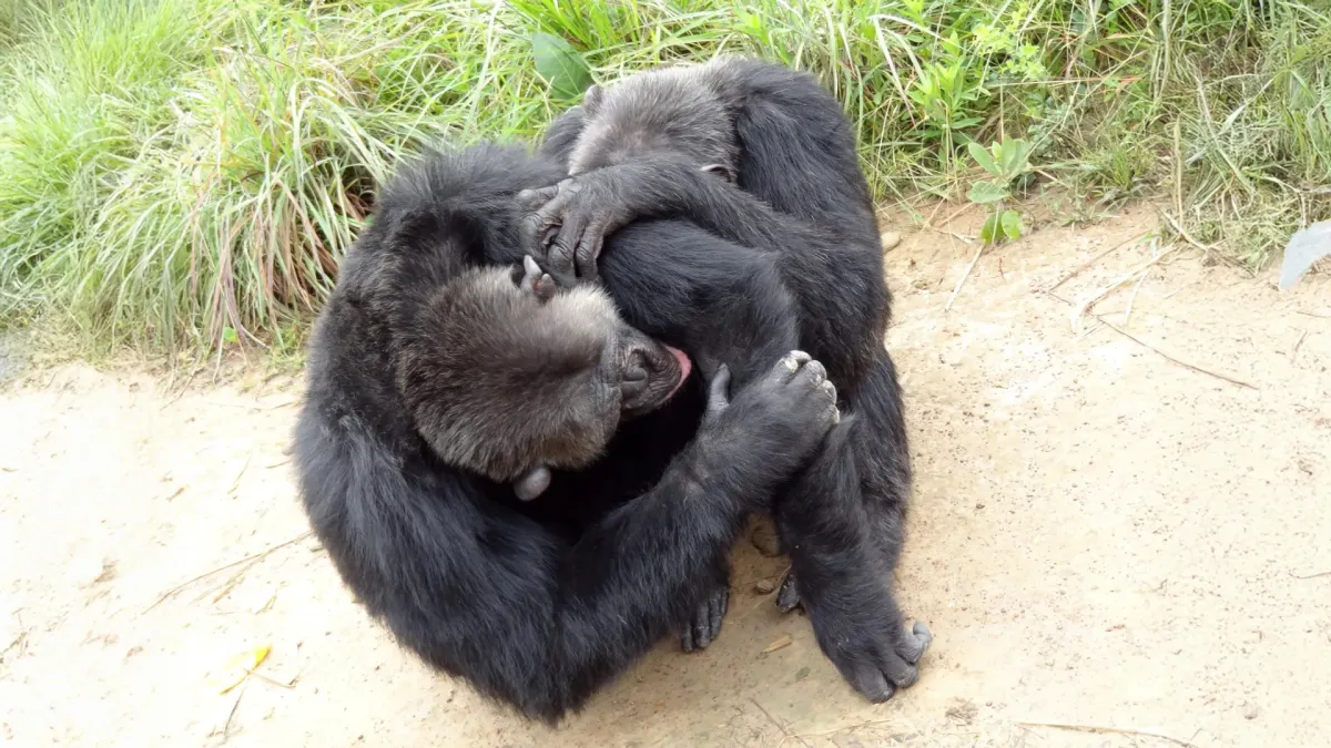 Great Apes Mirror Human Friendship Circles, Study Reveals
