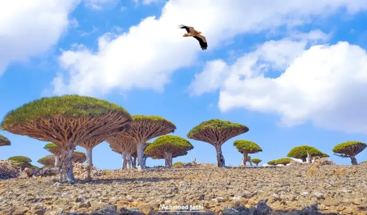 Socotra Isolated as Flights Halted, Sea Travel Becomes Perilous Option