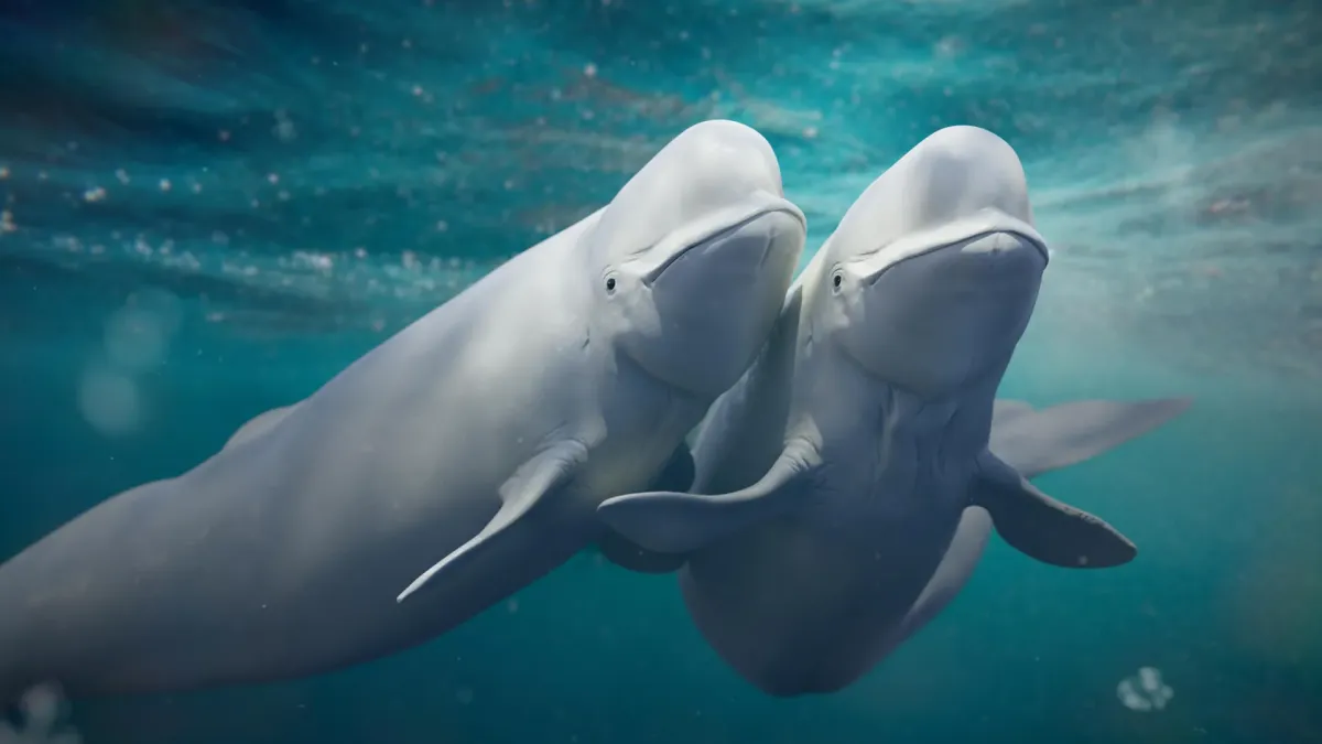 Beluga Whales' Mate-Swapping Habit Boosts Species Survival