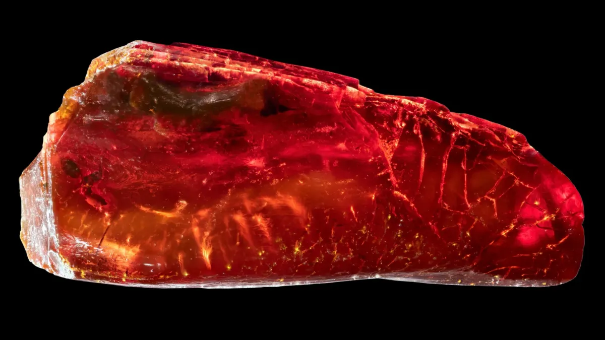 40-Million-Year-Old Ant Found in Goethe's Amber Collection