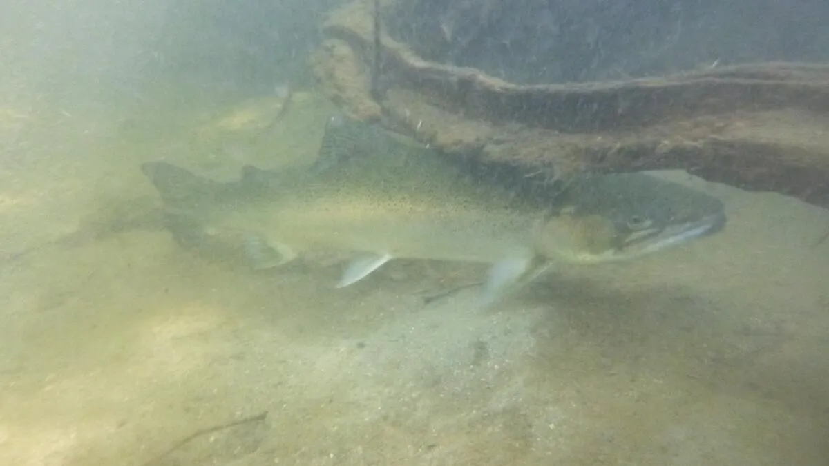 Last Steelhead Trout Population in Santa Monica Mountains Survives Wildfire, Thrives