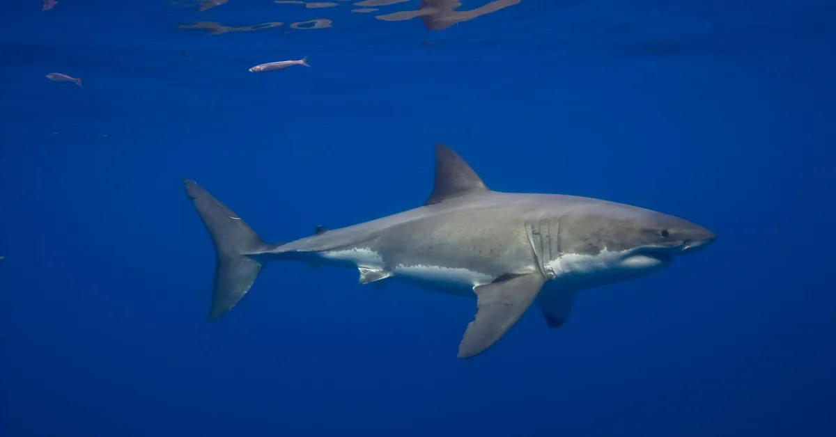 Rare Great White Shark Sighting Captured on Video in Mediterranean