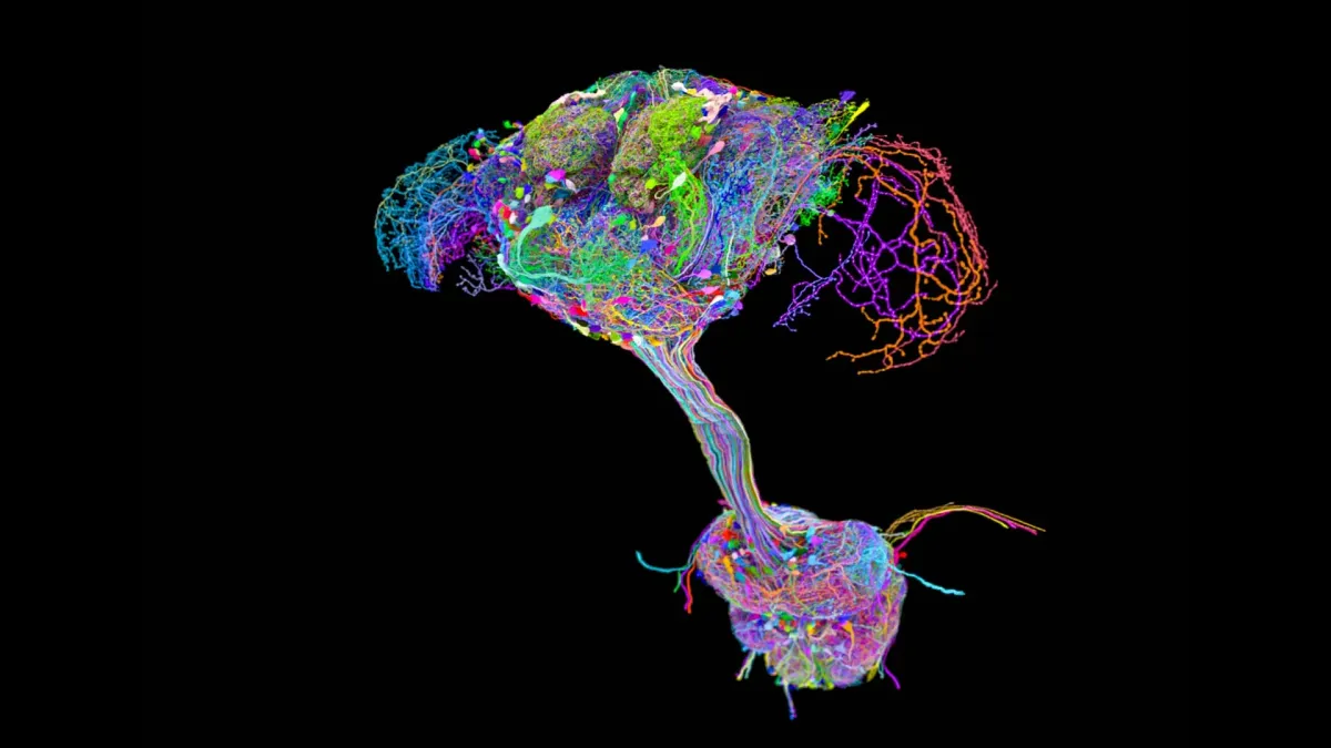 Scientists Map Every Fruit Fly Brain and Body Link, Uncover Local Control Surprise