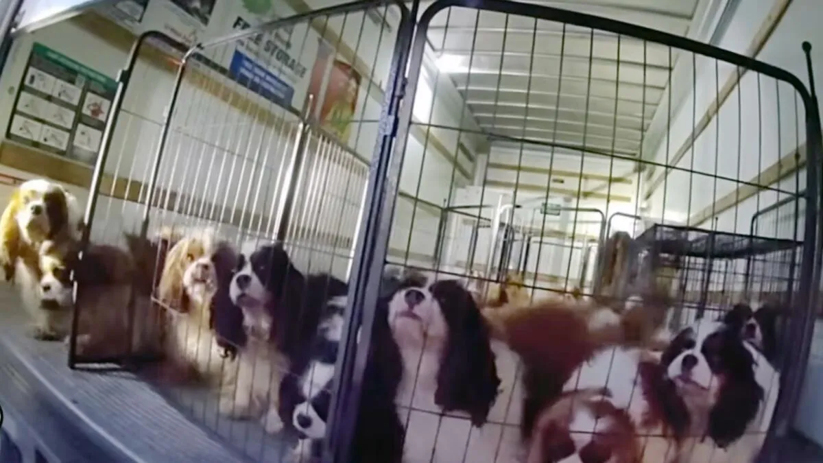 Police Rescue Dozens of Dogs From Unventilated Moving Truck