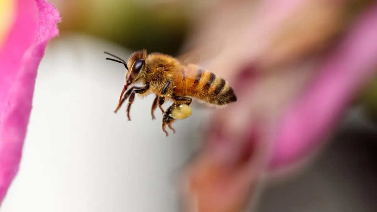 Honey Bees Are Super Navigators, Flying Personal, Precise Routes