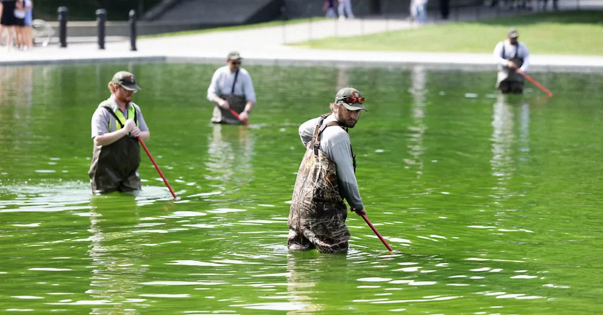 Lincoln Memorial Pool Turns Green Despite $14M Renovation