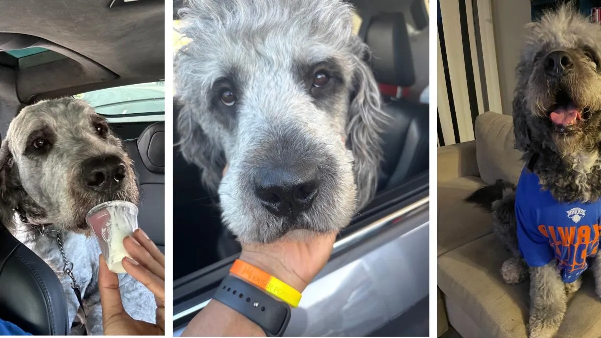 LAPD Releases Bodycam Footage of Officer Fatally Shooting Dog