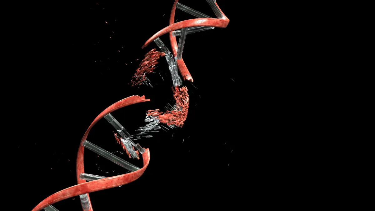 Brain Building: Neurons Must Break DNA to Form, Study Finds