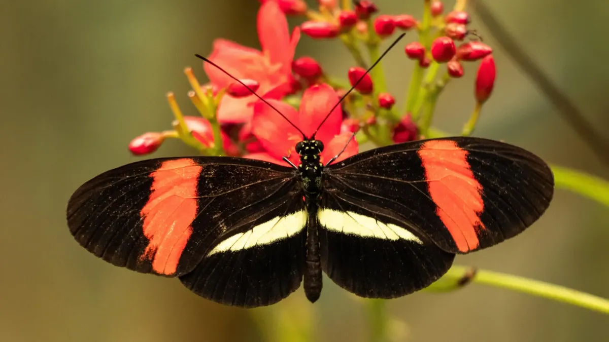 Butterflies That Barely Age Could Hold Longevity Secrets