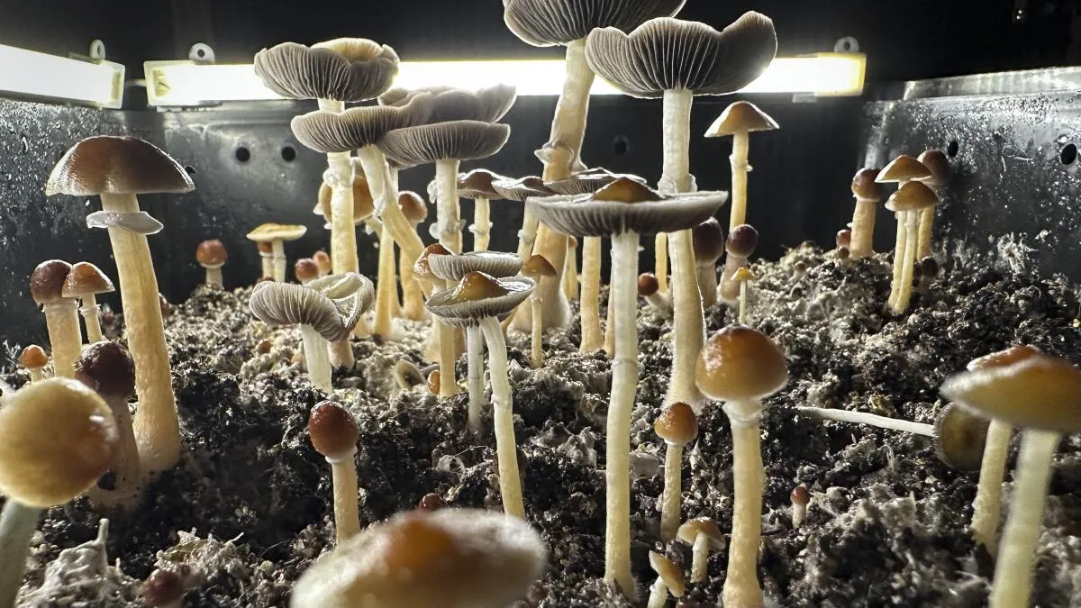 San Diego Man Admits Daily Hallucinogenic Mushroom Dosing of Children
