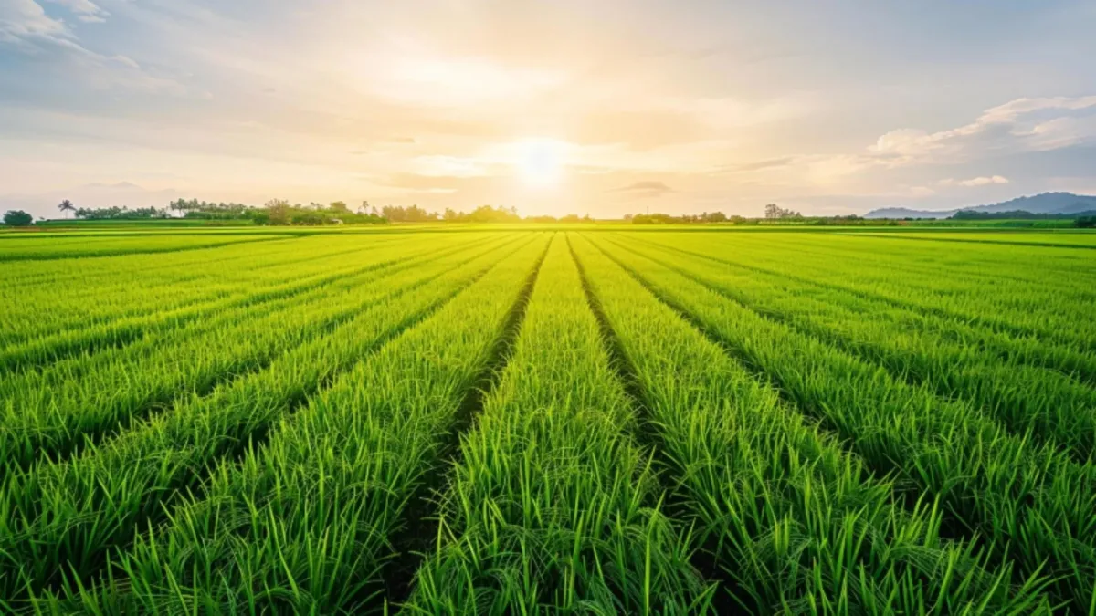 Tiny Soil Microbes Could Save Crops From Salty Farmland