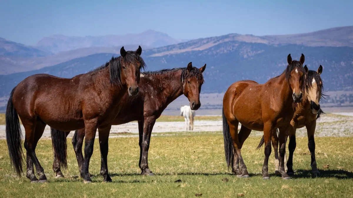 Federal Roundup of 450 Wild Horses in Eastern Sierra Amid Controversy