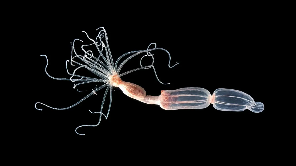 Sea Anemones Reveal Surprising New Virus Defense Strategy