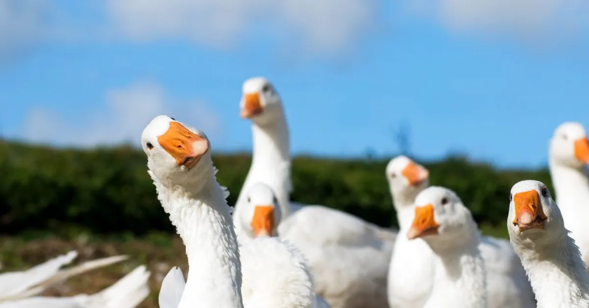 Goose Dating App Accused of Using Fake AI Influencers for Promotion