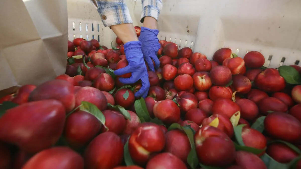 Fresno Farmer Donates 182,000 Pounds of Nectarines Amid Contract Dispute