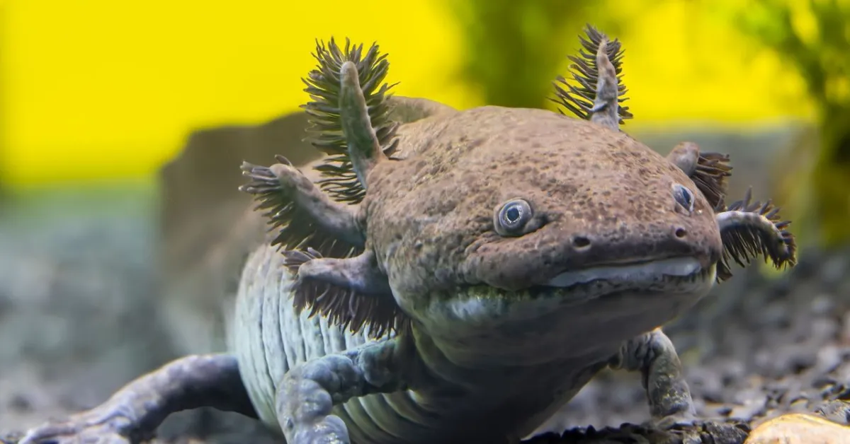 New Fossil Axolotl Species Unearthed in Mexico