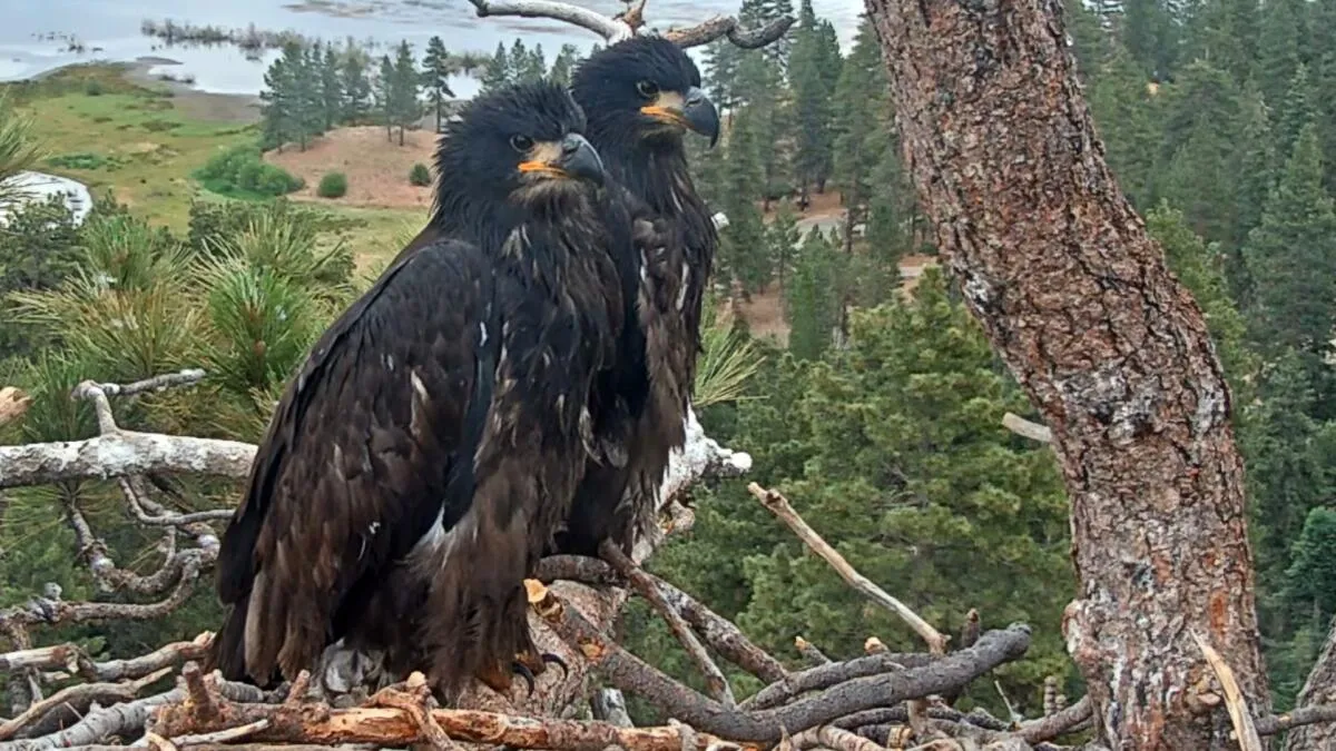 Eaglets Safe After Fireworks Scare; Parents Return to Big Bear Nest