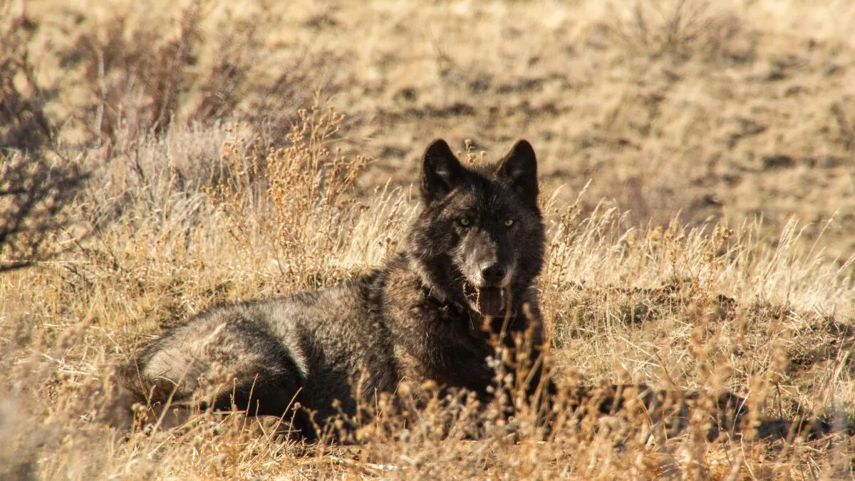 Study Reveals California Wolves Primarily Prey on Cattle, Not Wild Game