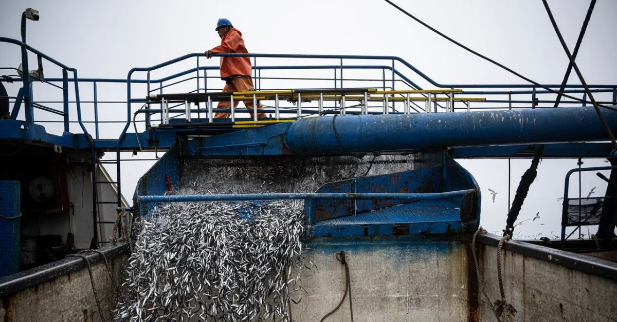 El Niño Sparks Fishery Chaos: Winners and Losers Emerge
