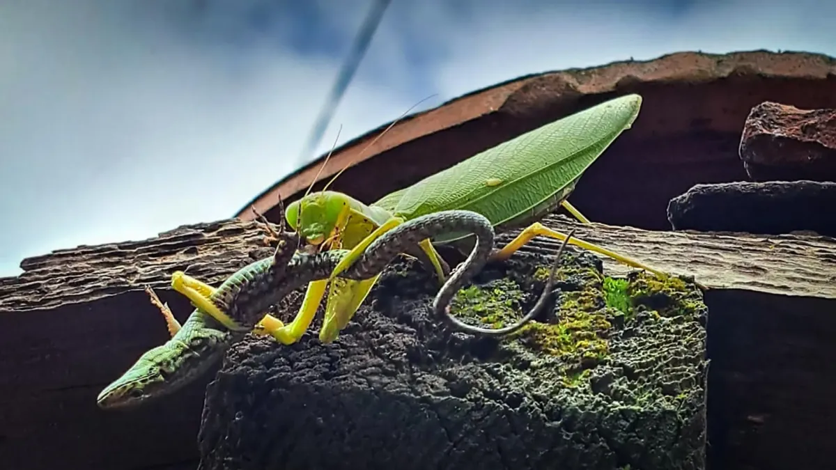 Asian Mantises Invade Europe, Threatening Local Wildlife