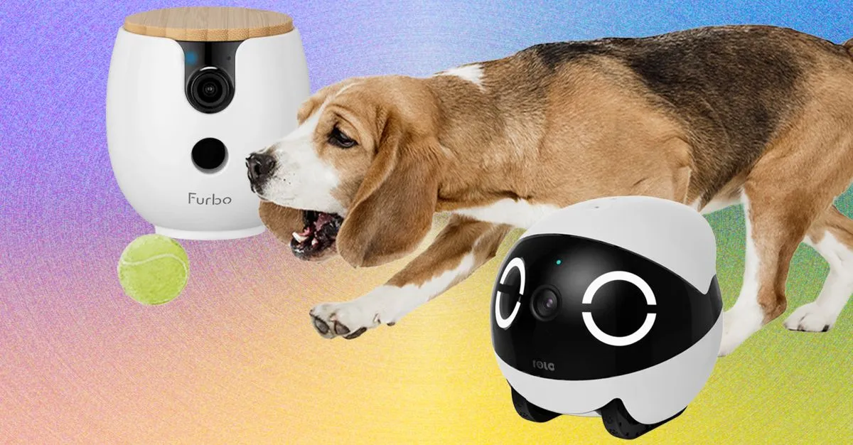 Best Pet Cams: Keep an Eye on Your Furry Friends