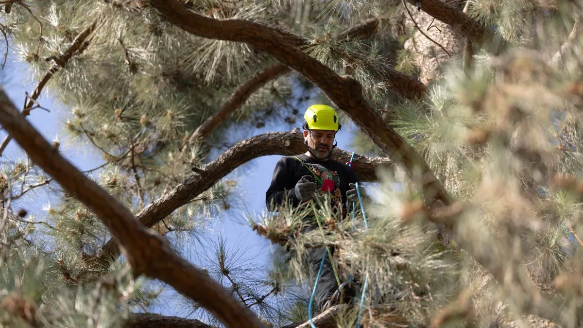 Pasadena School District Faces Protests and Lawsuits Over Tree Removals for Soil Remediation