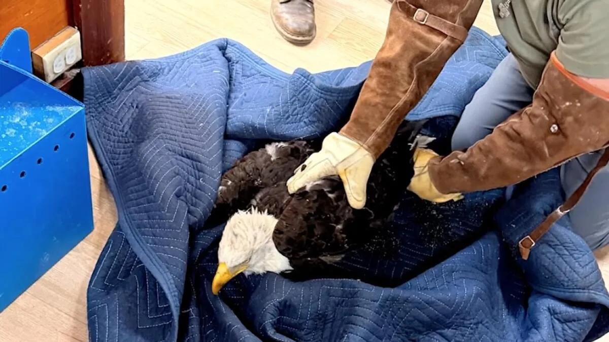 Injured Bald Eagle Rescued Near Big Bear Likely Beloved Live-Cam Star "Jackie"