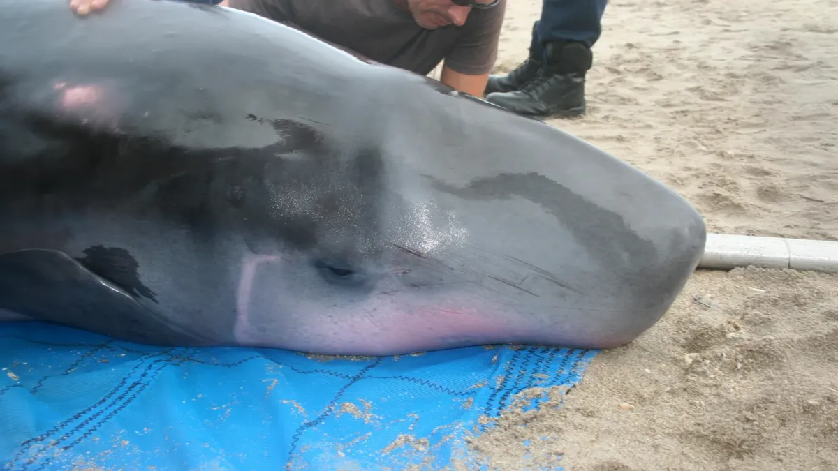 Mystery Bacteria Found in Elusive Whales