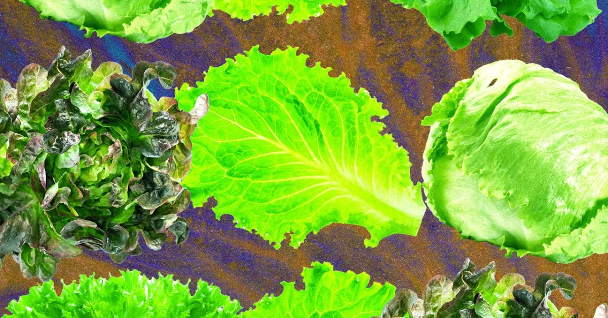 Lettuce Linked to Major US Cyclospora Outbreak, Raising Food Safety Concerns