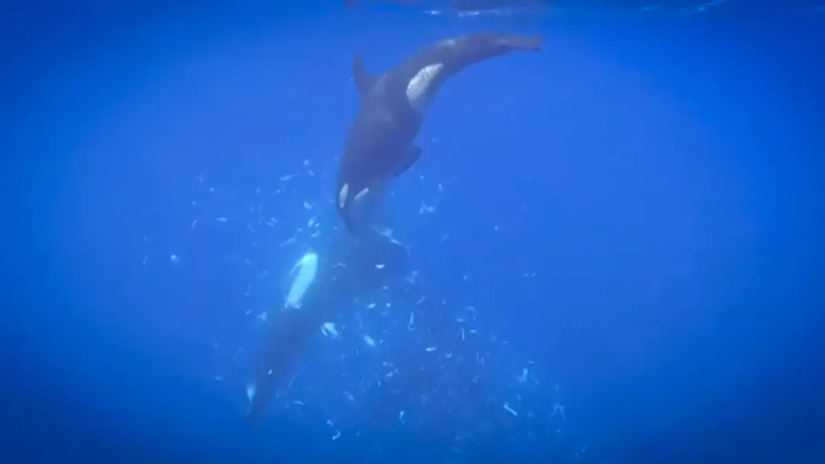 Orcas filmed pulverizing sunfish in shocking hunting display