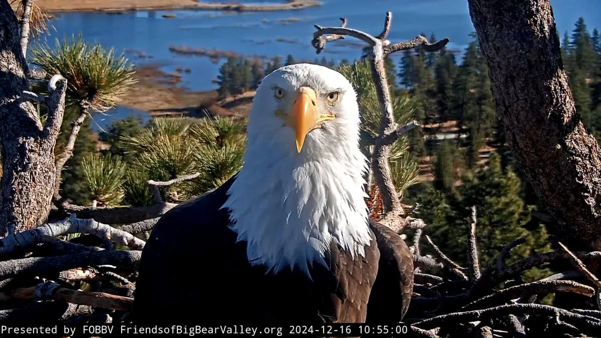 Jackie the Bald Eagle Moves Out of Intensive Care, Remains Critically Ill