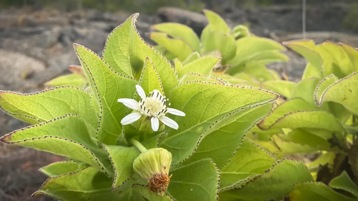 Galápagos Daisies Show Evolution's Repeated Tricks