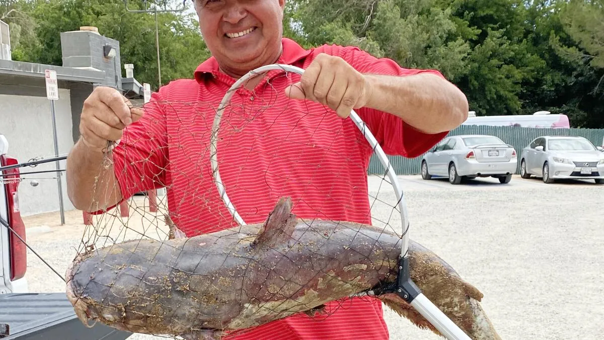 Giant Catfish Landed at Hesperia Lake, Legendary 'Catzilla' Still at Large