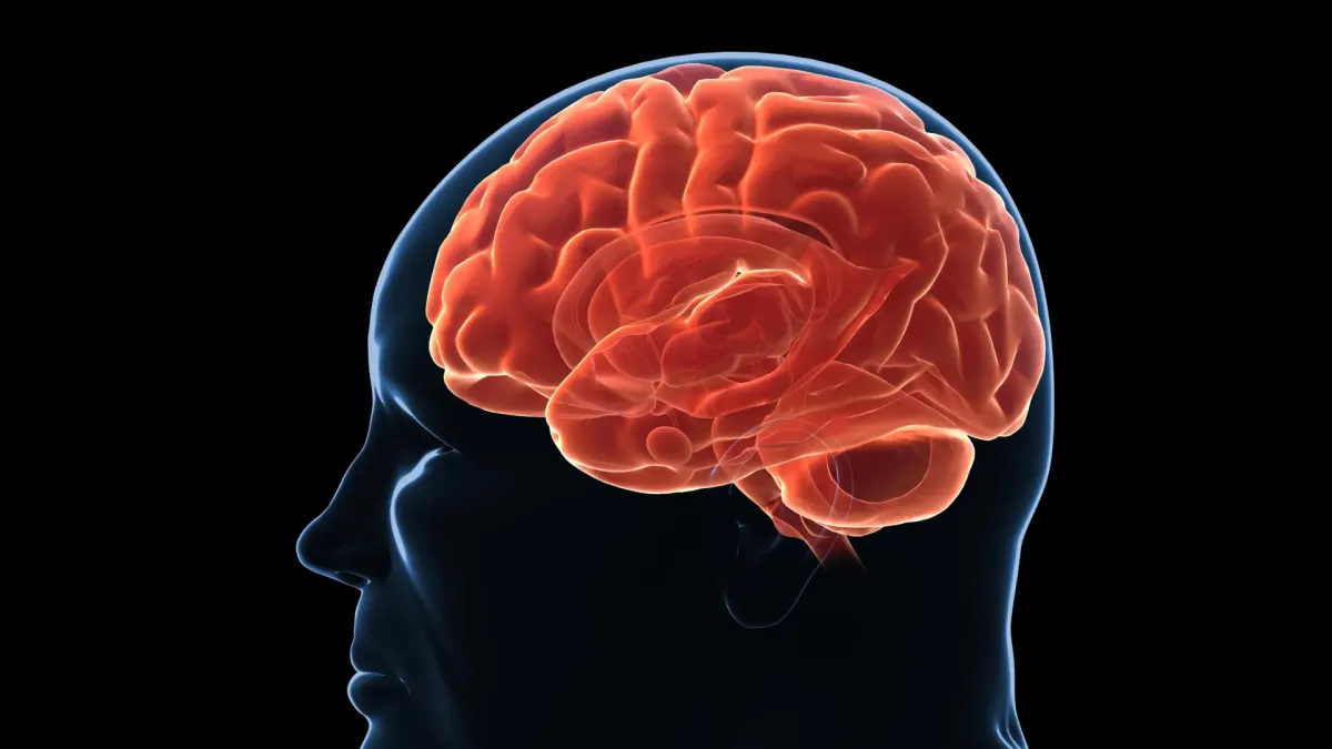 Your Brain Remembers Lost Weight, Making It Hard to Stay Slim