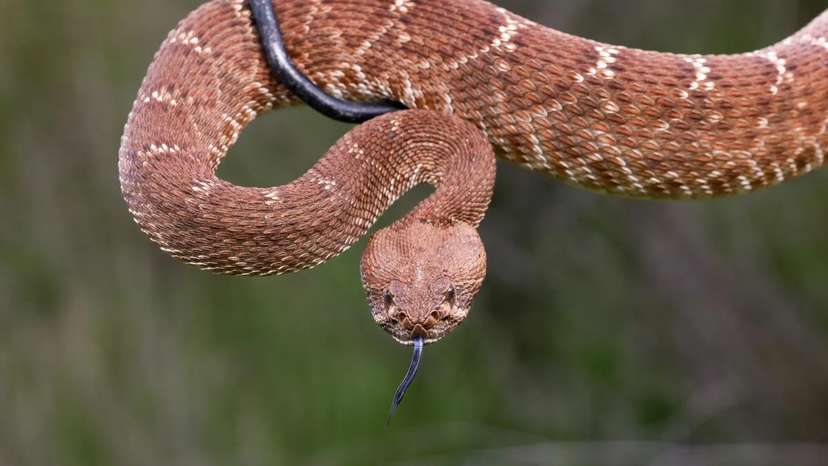 Hiker Bitten by Rattlesnake Found in Angeles National Forest