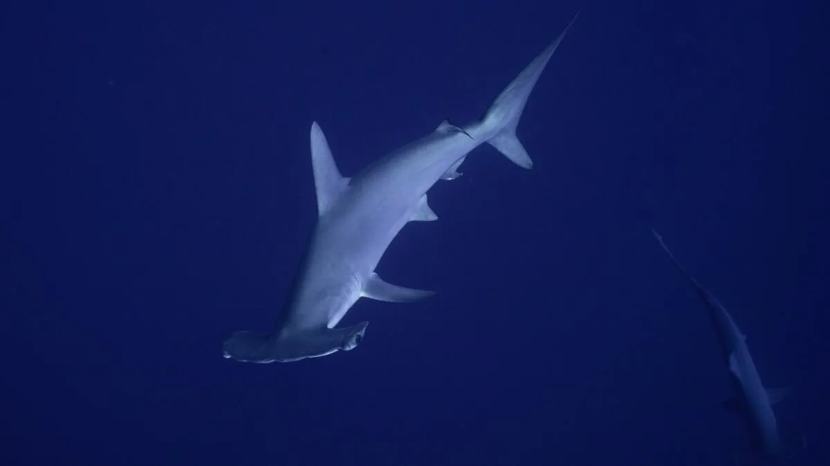 Rare Hammerhead Shark Sighting Near Malibu Pier Linked to Warming Waters