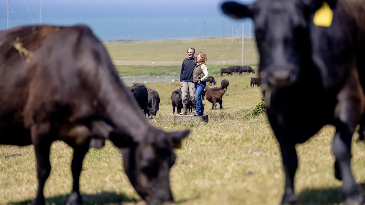 Point Reyes Ranching Dispute Heats Up as Families Sue to Overturn Settlement