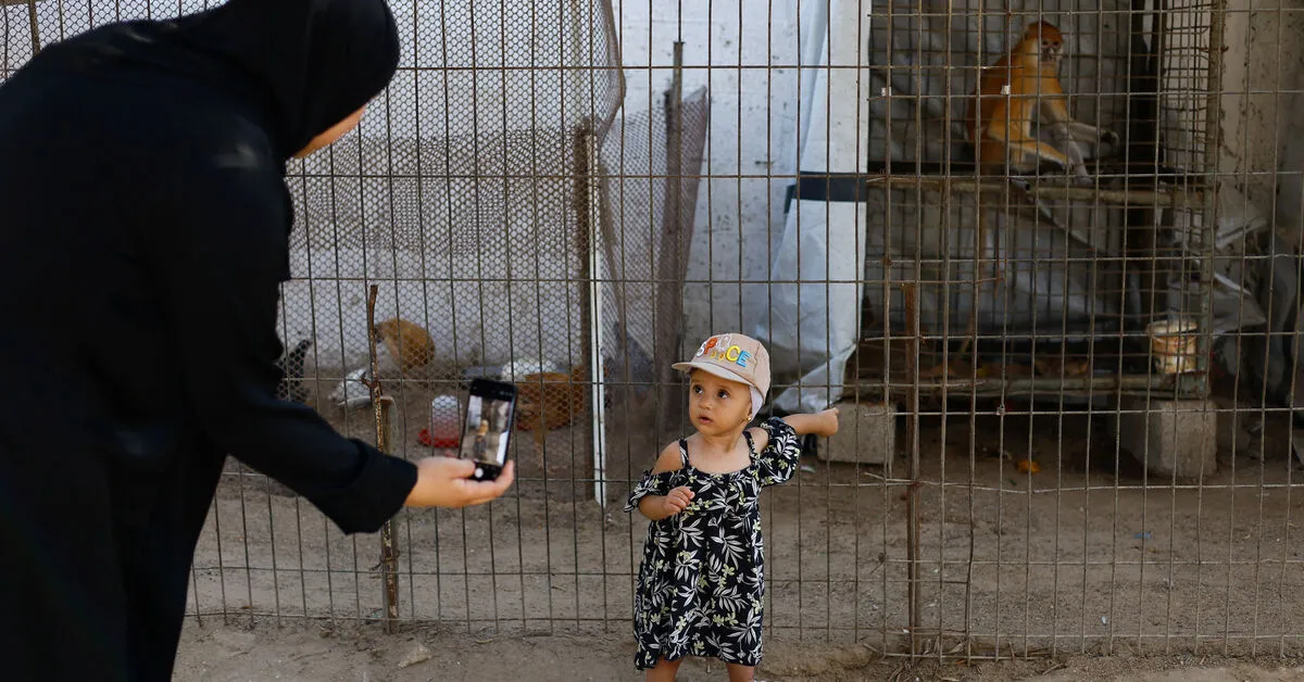 Gaza Zoo Animals Suffer Amidst Ongoing Conflict