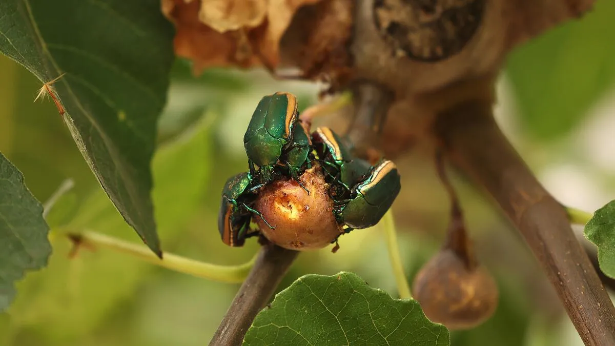Green Figeater Beetles Swarm Los Angeles With Clumsy Flight