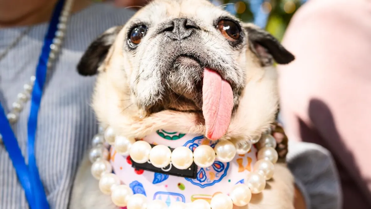 World's Ugliest Dog Crowned: Pug Jinny Lu Wins Coveted Title