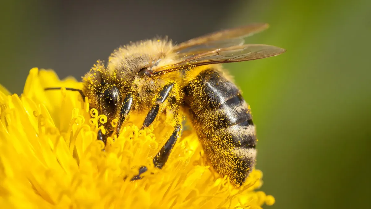 Bees Can Adjust Diets to Uneven Nutrition, New Study Reveals