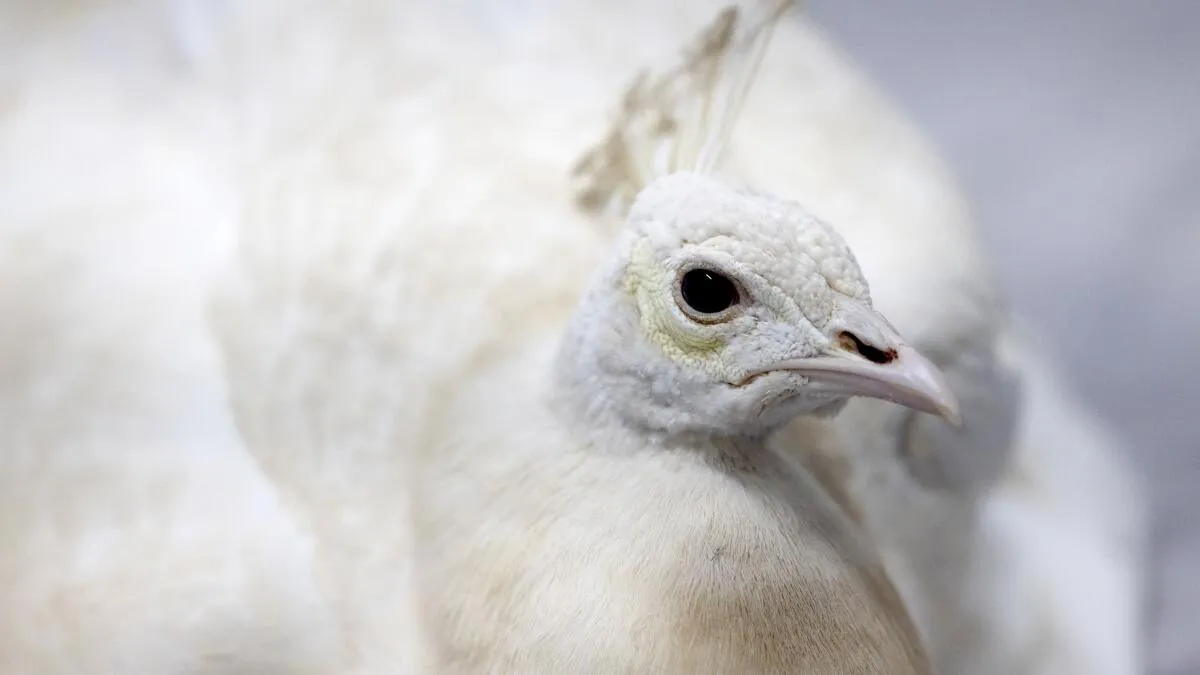 Postal Worker Investigated After Peacock Assault Caught on Video