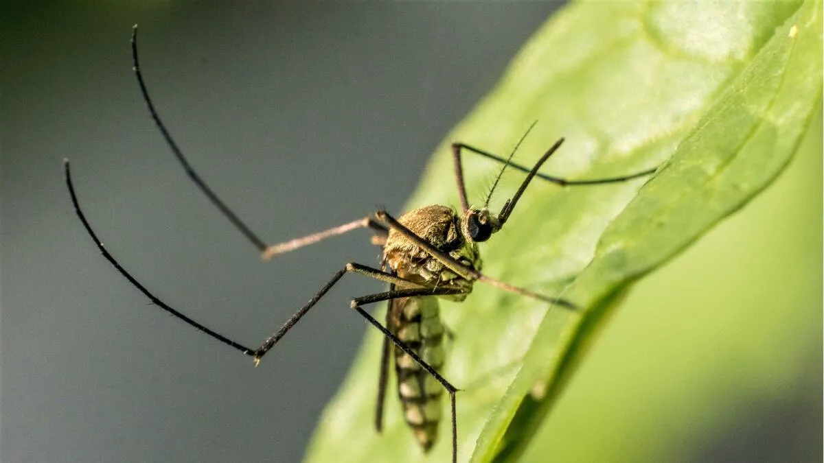 LA County Reports First West Nile Virus Fatality Amid State's 5-Year High in Cases
