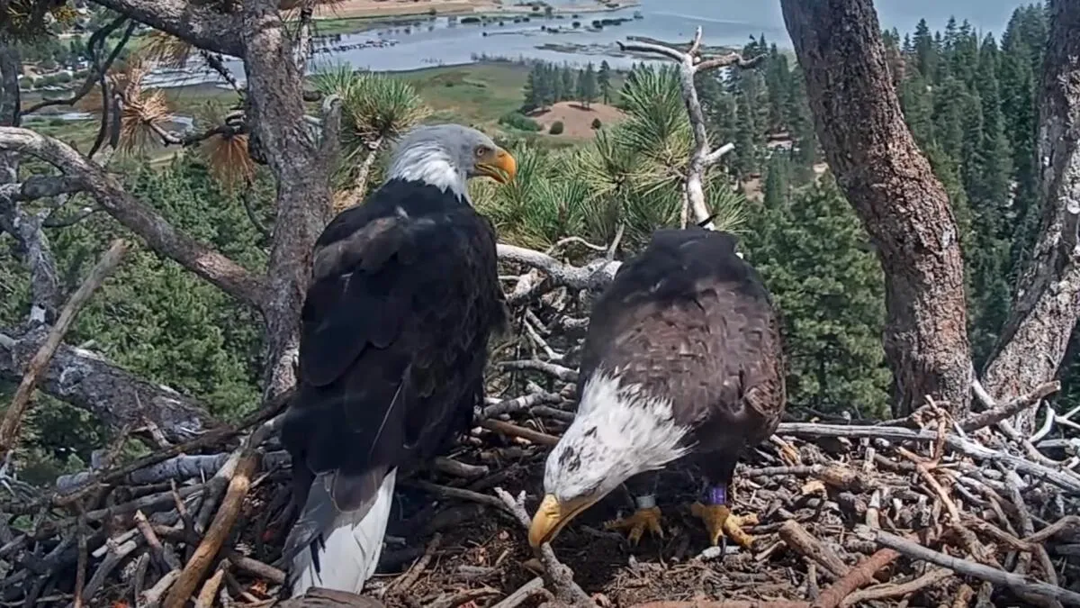 Biologist: New Bald Eagle Likely to Pair with Shadow, Start Family