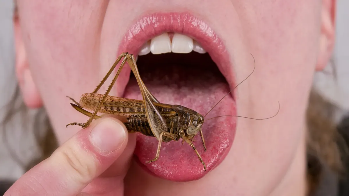 Ancient DNA Reveals Why You Might Hate Eating Bugs
