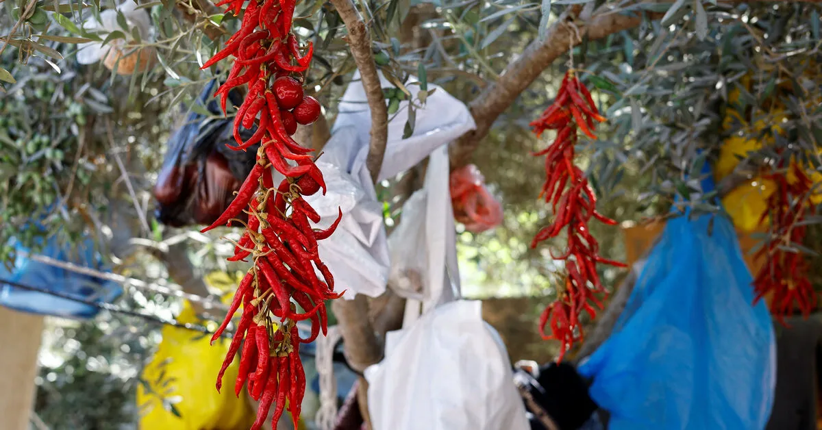 Gaza Seed Bank Rebuilds Heritage Amidst Enclave Devastation