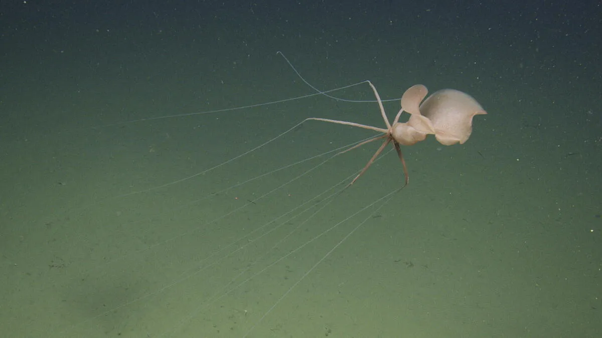 Rare Bigfin Squid Sighted for First Time in Northeast Pacific