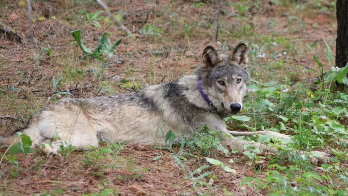 Endangered Gray Wolf Sighting in Lake County Signals California Comeback Hope